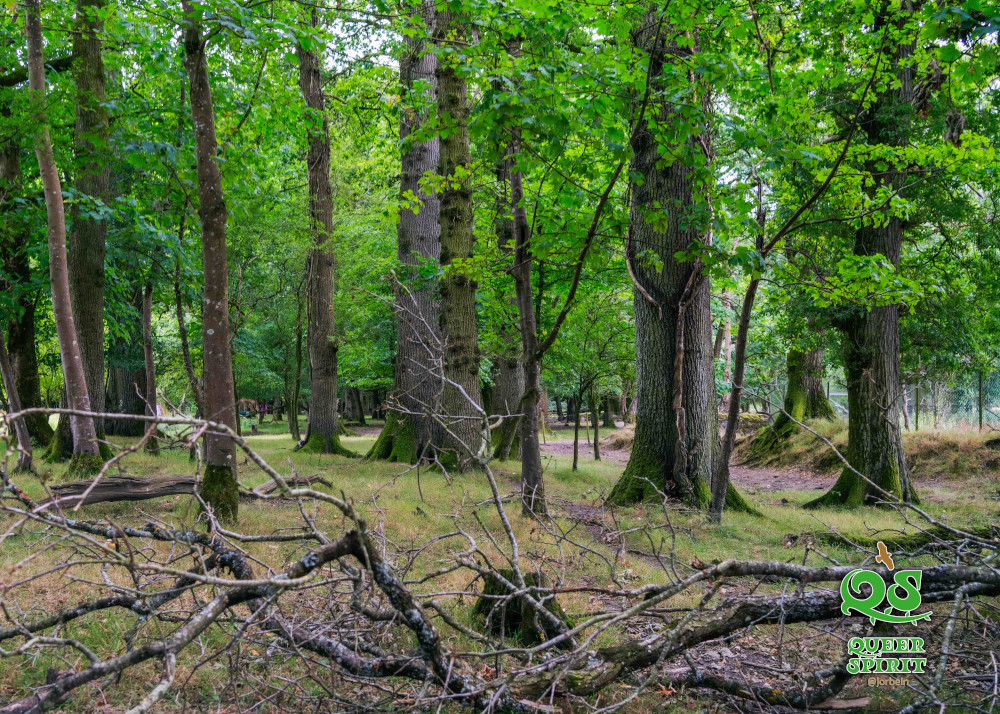 Trees at QSF