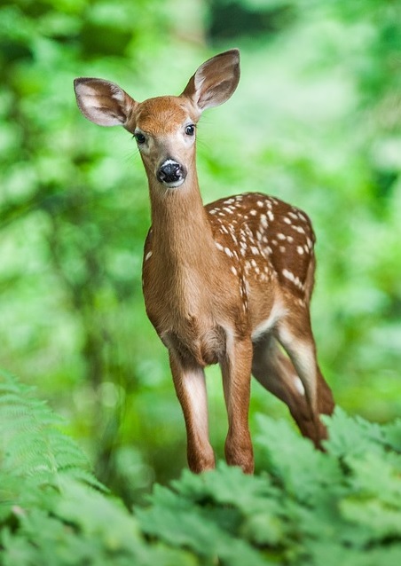 young deer in the green